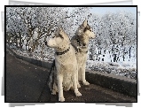 Psy, Śnieg, Zima, Siberian Husky