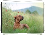 Rhodesian ridgeback