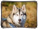 Siberian Husky, Głowa
