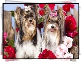 Psy,Yorkshire, Terrier, Roze