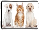 Pies, Jack Russell Terrier, Kot, Maine Coon, Labrador Retriever