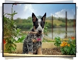 Australian cattle dog