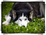 Siberian Husky, Roślinność