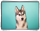 Szczeniak, Husky