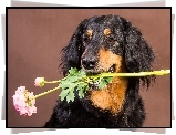 Pies, Hovawart, Kwiat