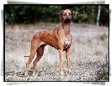 Rhodesian ridgeback, Trawa, Rozmycie