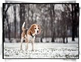 Beagle, Drzewa, Zima, Rozmycie