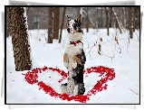 Serce, Miłość, Walentynki, Pies, Owczarek australijski-australian shepherd