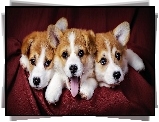 Trzy, Szczeniaki, Welsh Corgi Pembroke