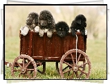 Wózek, Psy, Szczeniaki, Mastiff, Tybetański