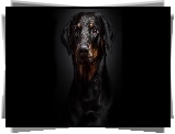 Doberman, Portret, Czarne, Tło