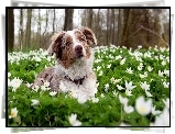 Border Collie, Łąka, Białe, Kwiaty