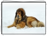 Pies, Mastif tybetański, Zima, Śnieg