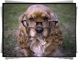 Pies, Spaniel, Okulary