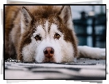 Piesek,Siberian Husky