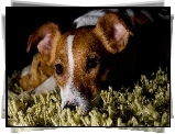 Pies, Jack Russell terrier, Dywan