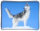 Pies, Siberian Husky