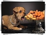 Pies, Chihuahua, Jedzenie