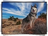 Siberian Husky, Rośliny