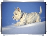 Biały, Pies, Śnieg