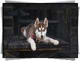 Leżący, Siberian, Husky