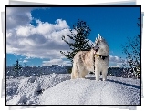 Siberian Husky, Pies, Zima, Krajobraz