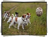 Psy, Zabawa, Piłką, Łąka, Jack Russell Terrier
