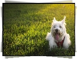 Piesek, West Highland White Terrier