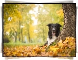 Jesień, Drzewo, Border Collie