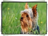 Zapatrzony, Yorkshire, Terrier, Łąka, Trawa