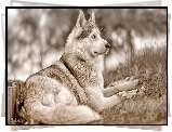Siberian, Husky, Czarno, Białe, Rozmycie