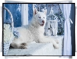 Biały, Siberian, Husky, Pies