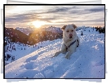 Austria, Alpy, Góry, Zima, Pies
