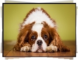 Pies, King Charles Spaniel