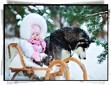 Dziecko, Sanki, Zima, Śnieg, Las, Siberian Husky