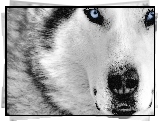 Siberian Husky, Niebieskie, Oczy