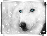 Płatki, Śniegu, Siberian Husky