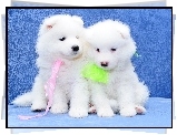 Psy, Dwa, Biae, Samojed