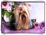 Australian Silky Terrier, Kokardka, Wazon, Kwiaty