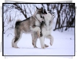 Psy, Husky, Zima
