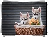Pies Husky