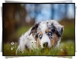 Owczarek australijski-australian shepherd