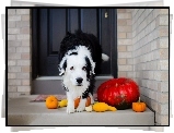 Pies, Border Collie, Dynia