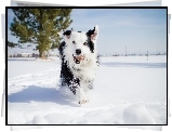 Pies, Border Collie, Zima, Śnieg