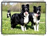 Trzy, Psy, Border Collie