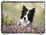 Pies, Border Collie, Łąka