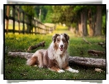 Owczarek australijski-australian shepherd