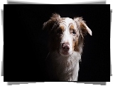 Owczarek australijski-australian shepherd