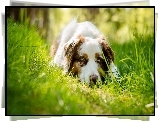 Owczarek australijski-australian shepherd, Trawa