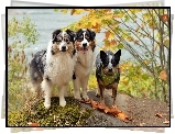 Trzy, Pieski, Przyjaciele, Australian cattle dog, Owczarki australijske-australian shepherd